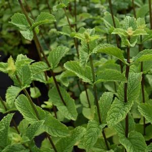 Mentha spicata var. crispa 'Moroccan' ---